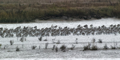 massed Dunlin on a grey day