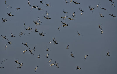 Avocets dropping