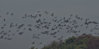 The Brent Goose flock