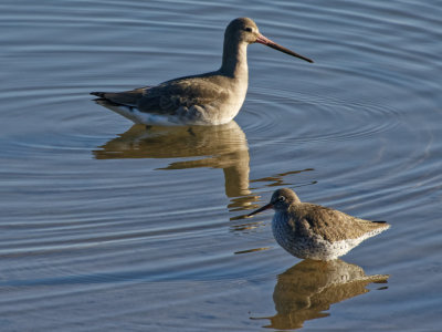 Godwit and Redshank