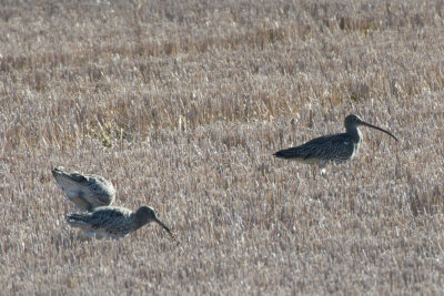 Curlews