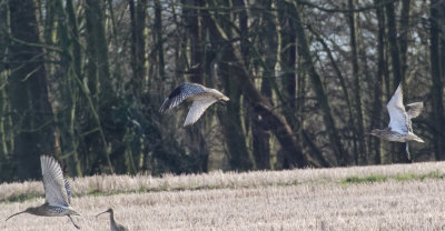 Curlews distancing themselves