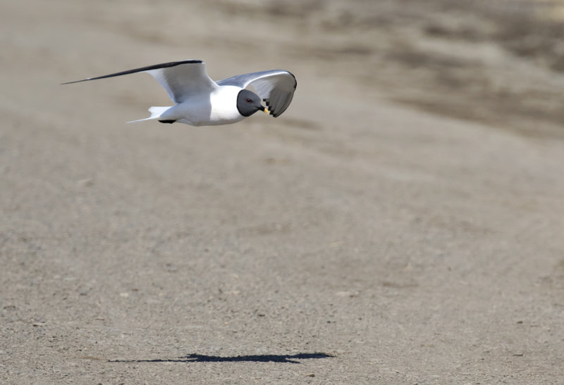 Sabines Gull ( Trnms ) Xema sabini - GS1A6711.jpg
