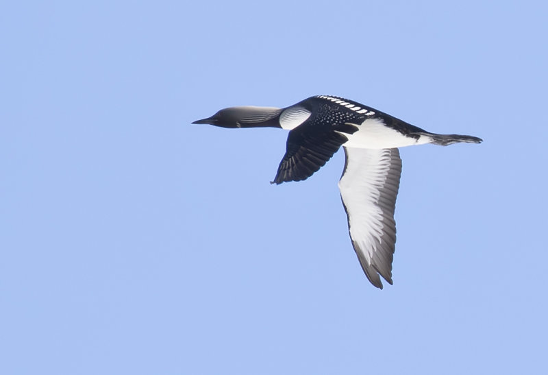 Pacific Loon ( Stillahavslom ) Gavia pacifica - GS1A7216.jpg