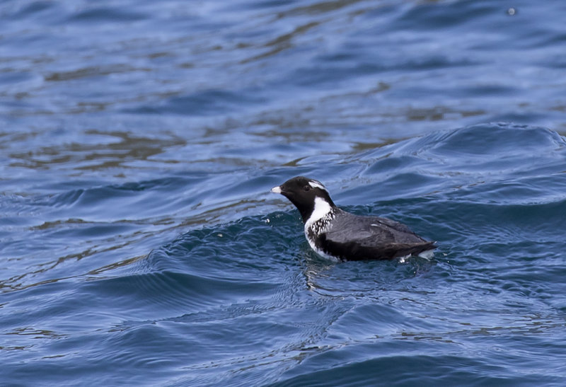 Ancient Murrelet ( Kragalka )  Synthliboramphus antiquus- GS1A2935.jpg