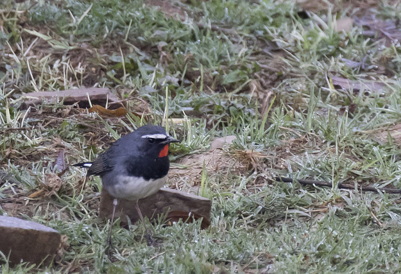 White-tailed Rubythroat ( Svartbrstad rubinnktergal ) Calliope pectoralis - GS1A0204.jpg