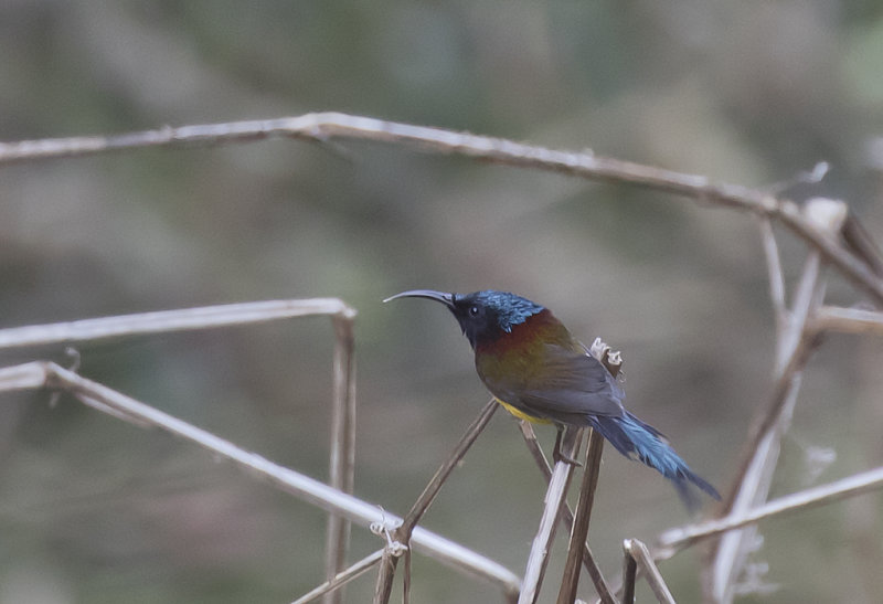 Green-tailed Sunbird - GS1A1452.jpg