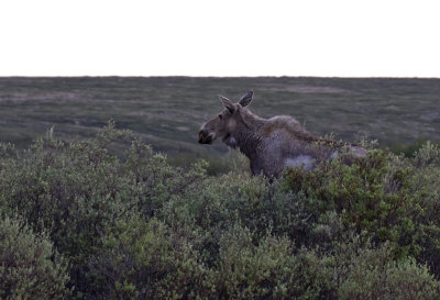 Alaskan Moose ( lg ) Alces alces gigas- GS1A3276.jpg