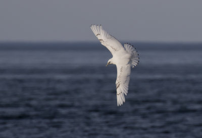Ivory Gull ( Isms ) Pagophila eburnea - GS1A4507.jpg