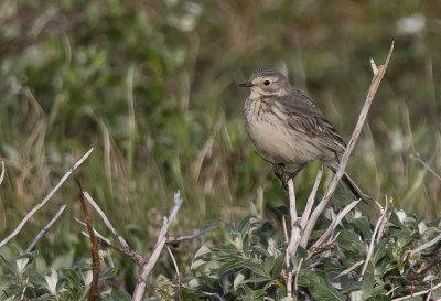 Buff-bellied Pipit ( Hedpiplrka ) Anthus rubescens rubescens -GS1A5291.jpg