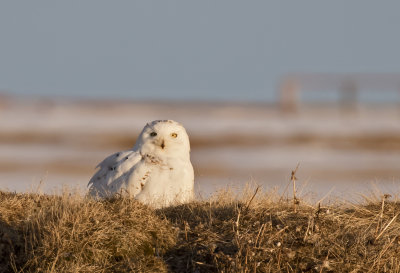 Snowy Owl ( Fjlluggla ) Bubo scandiacus - GS1A6391.jpg