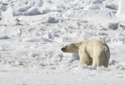 Polar bear ( Isbjrn ) Ursus maritimus - GS1A8342.jpg