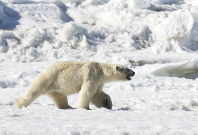 Polar bear ( Isbjrn ) Ursus maritimus - GS1A8385.jpg