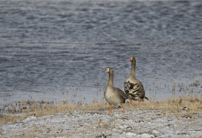 Greater White-fronted Goose ( Blsgs ) Anser albifrons gambelli - GS1A9809.jpg