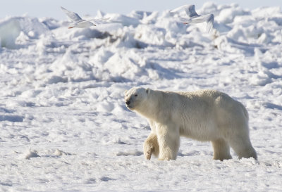 Polar bear ( Isbjrn ) Ursus maritimus - GS1A9356.jpg