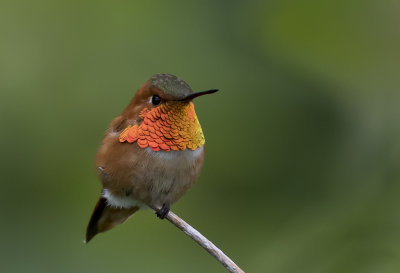 Rufous Hummingbird ( Rostkolibri ) Selasphorus rufus - GS1A1738.jpg