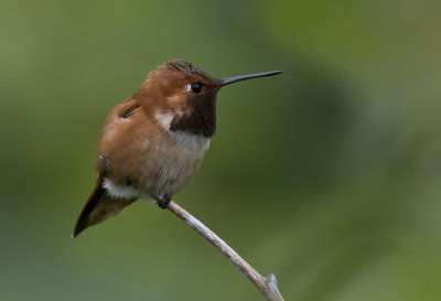 Rufous Hummingbird ( Rostkolibri ) Selasphorus rufus - GS1A1743.jpg