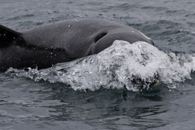 Killer Whale ( Spckhuggare ) Orcinus orca  - GS1A2221.jpg