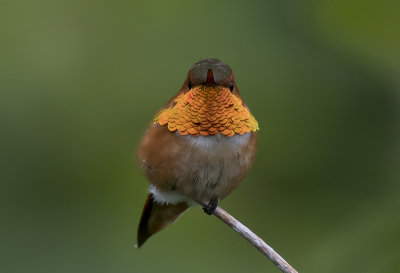 Rufous Hummingbird ( Rostkolibri ) Selasphorus rufus  - GS1A1735.jpg