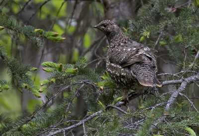 Spruce Grouse ( Granjrpe ) Falcipennis canadensis - GS1A3636.jpg