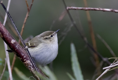 Hume´s Warbler ( Bergtajgasångare ) Phylloscopus humei - GS1A5763.jpg