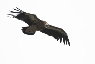 Himalayan Vulture (Sngam) Gyps himalayensis  - GS1A0594.jpg