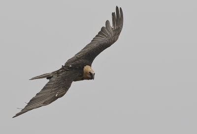 Bearded Vulture ( Lammgam ) Gypaetus barbatus - GS1A0858.jpg