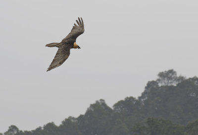 Bearded Vulture ( Lammgam ) Gypaetus barbatus - GS1A0836.jpg