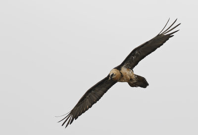 Bearded Vulture ( Lammgam ) Gypaetus barbatus - GS1A0841.jpg
