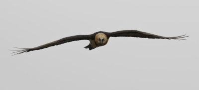 Bearded Vulture ( Lammgam ) Gypaetus barbatus - GS1A0865.jpg