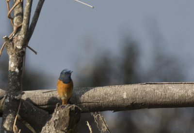 Blue-fronted Redstart Phoenicurus frontalis - GS1A0348.jpg