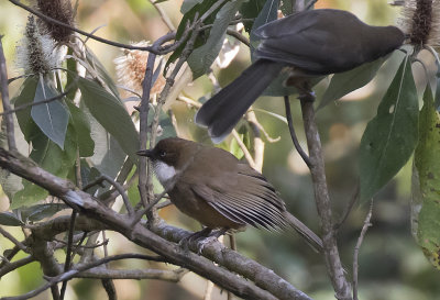 Whitethroated Laughingthrush - GS1A1848.jpg 
