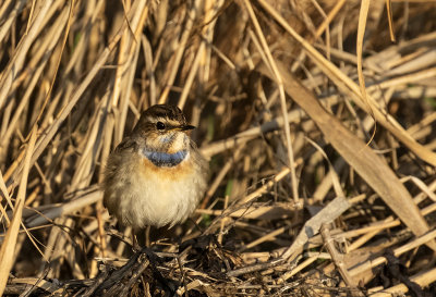 Bluethroat ( Blhake ) Luscinia svecica - GS1A6430.jpg