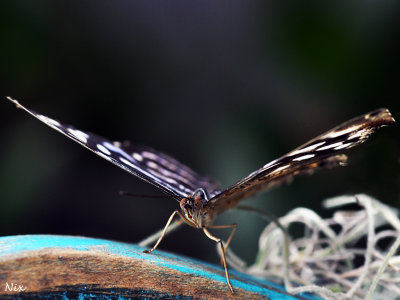 Papillons 2018