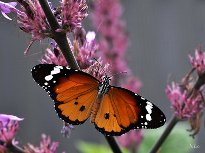 Papillons 2018