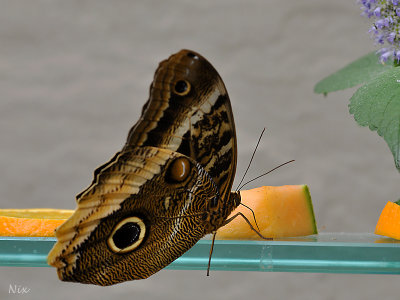 Papillons 2018