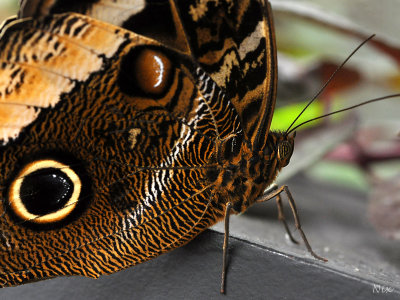 Papillons 2018