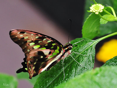 Papillons 2018