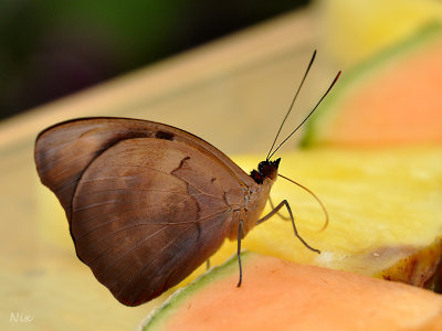 Papillons 2018