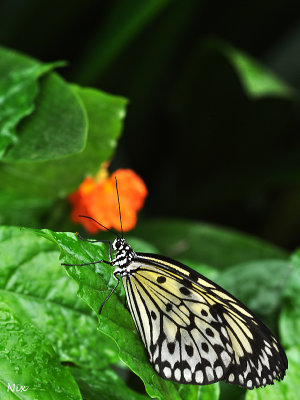 Papillons 2018