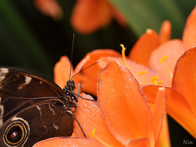 Papillons 2018