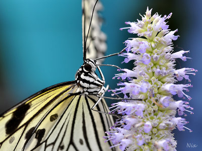 Papillons 2018