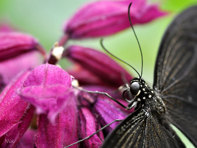 Papillons 2018