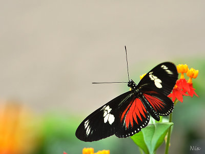 Papillons 2018