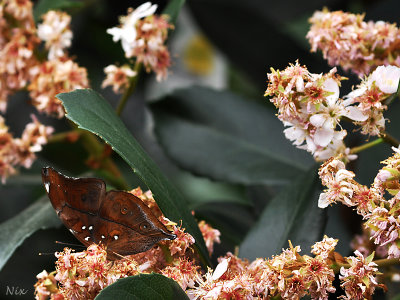 Papillons 2018