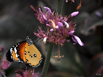 Papillons 2018