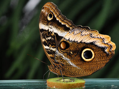Papillons 2018