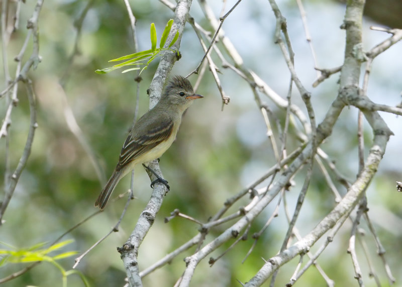 Northern Beardless Tyrannulet