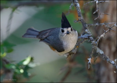 Black-crested Titmouse