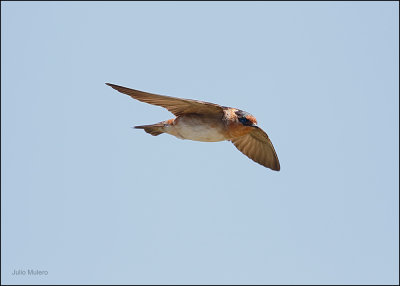 Swallows and Larks